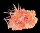 Bright Orange Crocoite Crystals - Tasmania #38903-1